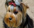 Yorkshire Terrier Yorkshire, İngiltere eyaletinde on dokuzuncu yüzyılda geliştirilmiş bir küçük köpek